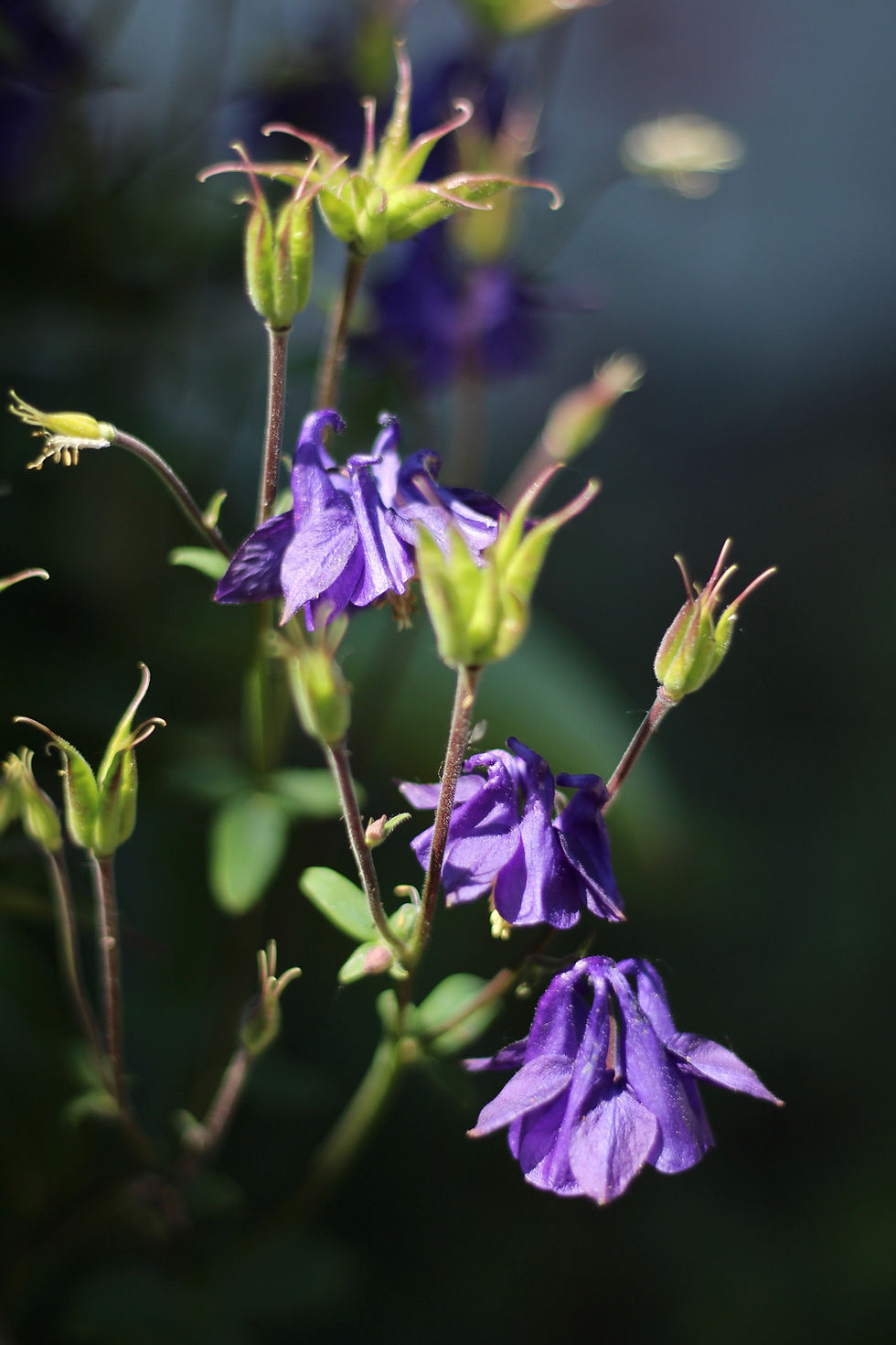 columbine flowers