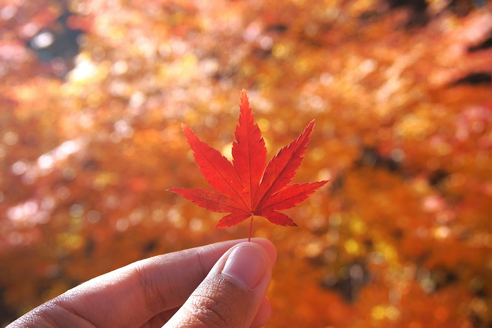 【紅葉Photo Walk】小石川後楽園の秋景から六義園の黄昏を撮り歩こう