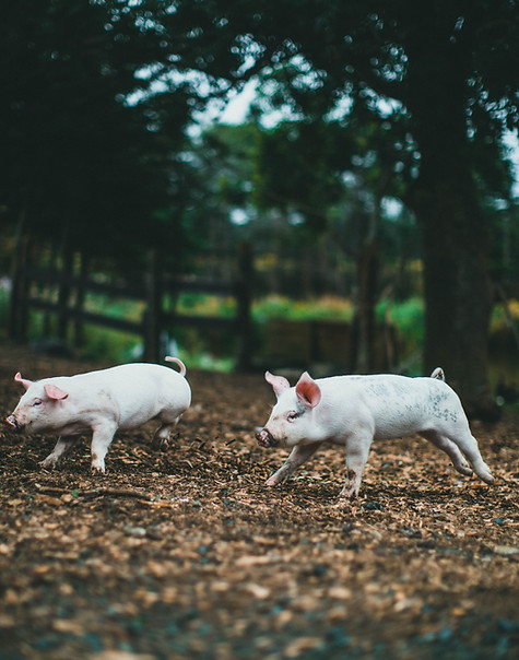 Economical Vet Services in Lynchburg, VA