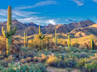 Amongst the Saguaro.