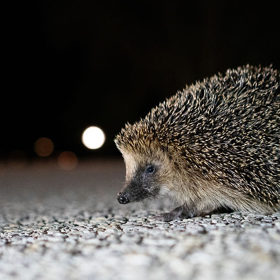 Vivere di notte
