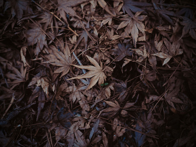 Image by Clark Gu