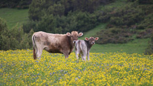 When to Vaccinate Beef and Dairy Calves