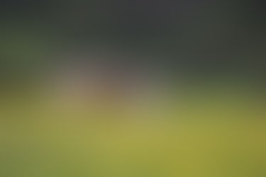 Vaca lechera en ordeña higienizada bajo One Health.