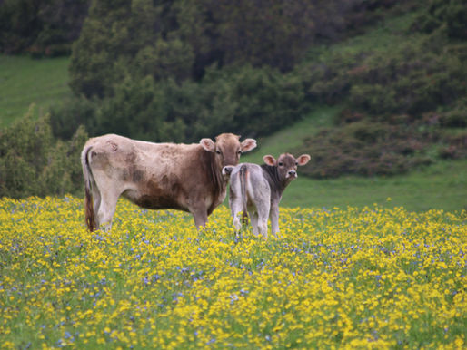 Orion Farming Group Weekly Straights Update: 15th May 2025