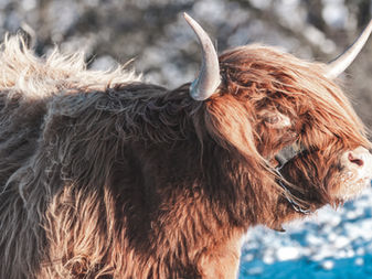 Halkerston’s cow