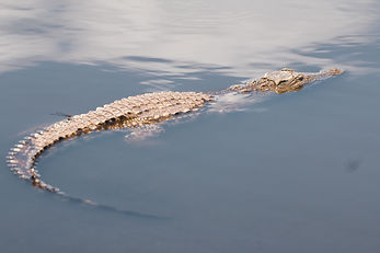 Image by Glen Carrie