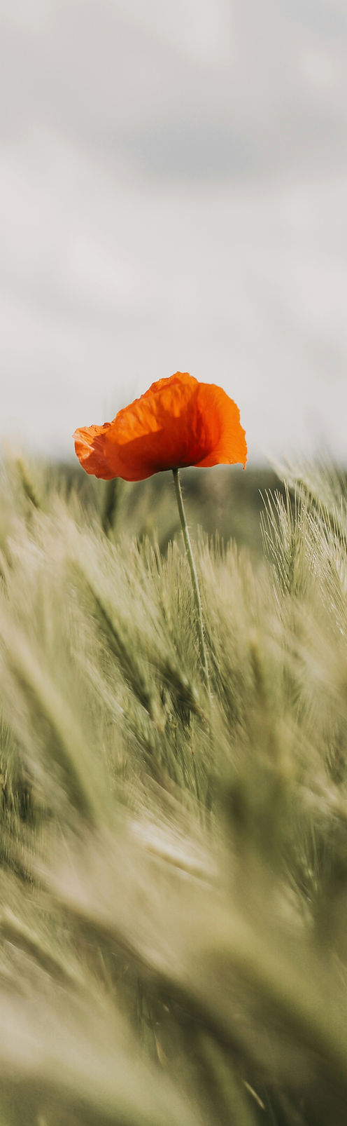 Image by Anna Spoljar