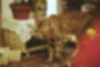 All About Feline Hemogram
