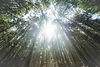 Image by Alexandre Tsuchiya