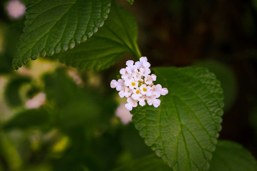Latihan Soal SAS ASAS PSAS Bahasa Indonesia SMP Kelas 8 Semester 1 Tahun 2025 Tahun Pelajaran 2025/2026