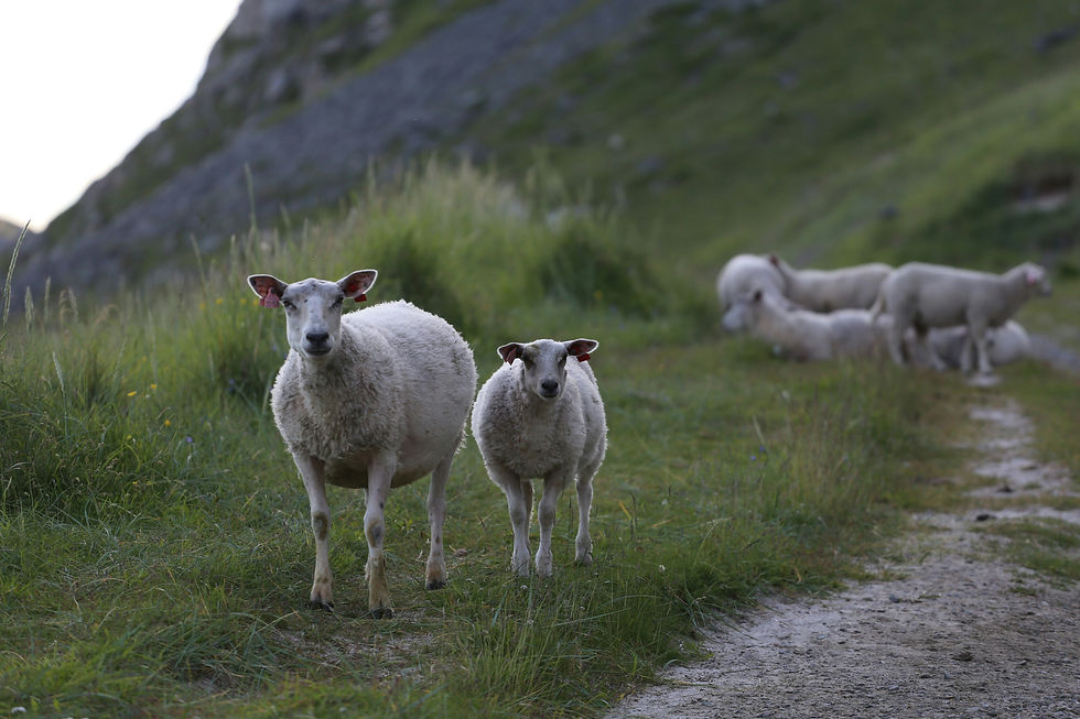 WALKING AMONG THE SHEEP ON VENGSØY
