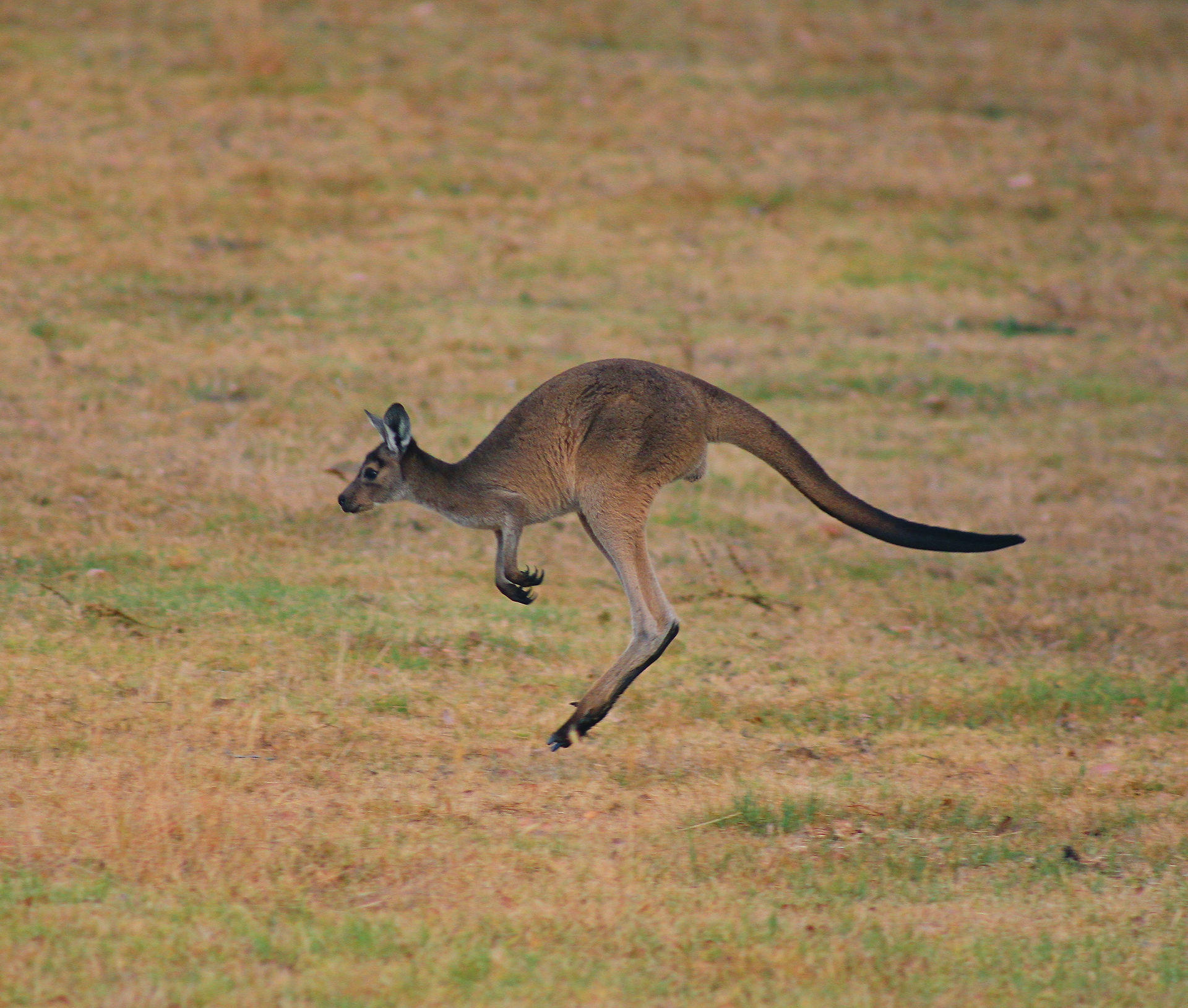 Australian kangaroo