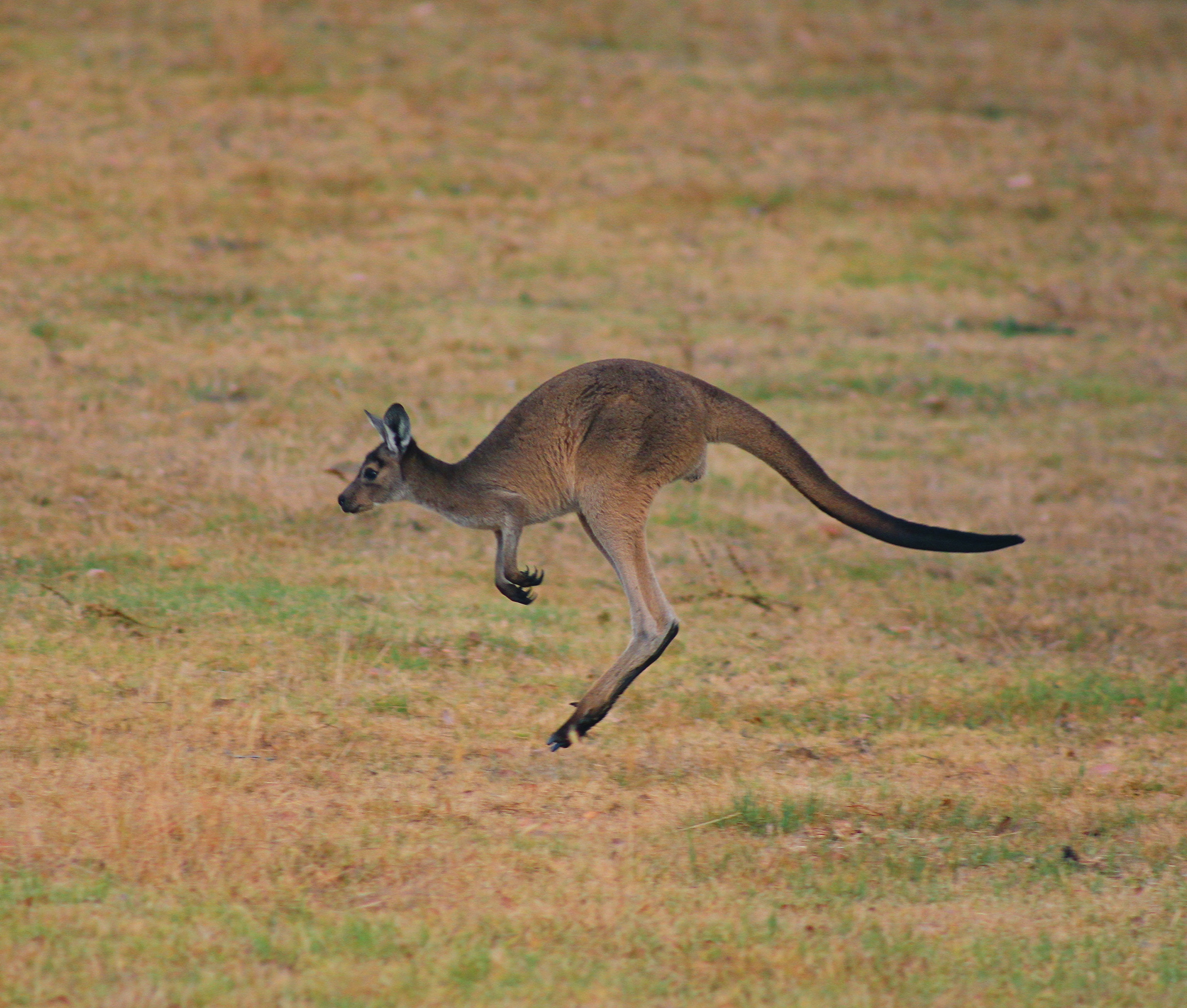 Kangaroo