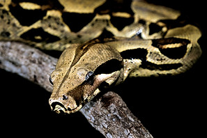 Python