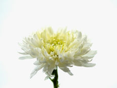 chrysanthemum flower