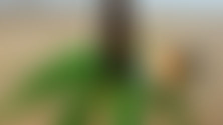 A brown dropper bottle and pipette on a wooden surface, surrounded by vibrant green cannabis leaves. Calm, natural setting.