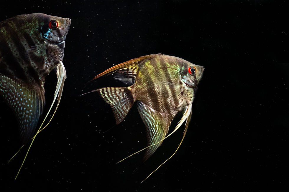 Image of a freshwater Angelfish