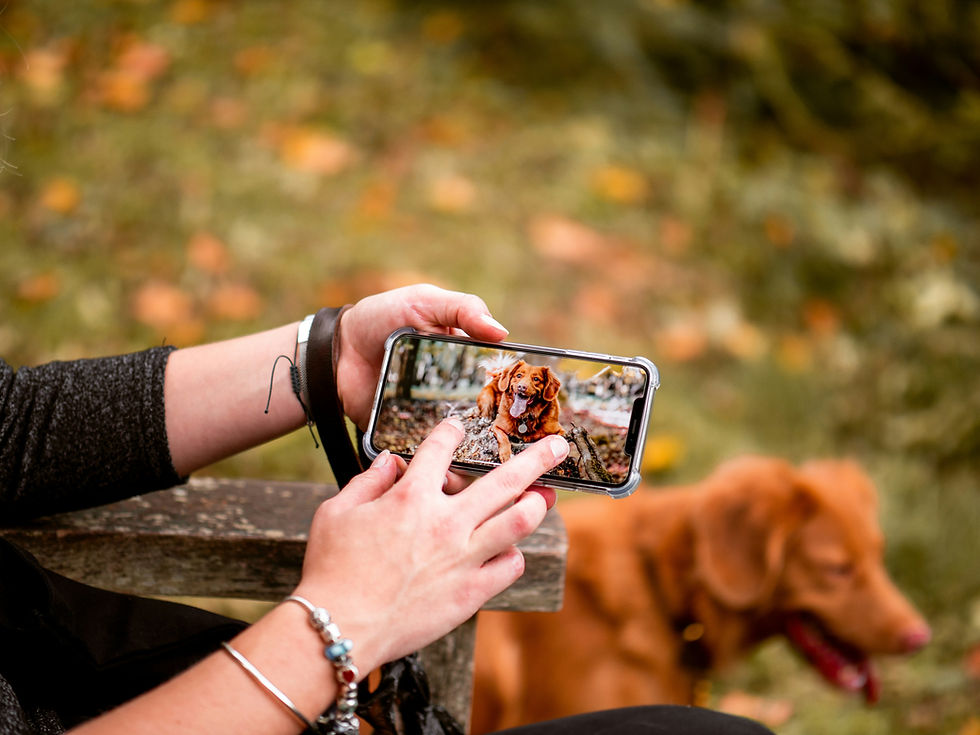 Hond wordt gefilmd met gewrichtsklachten