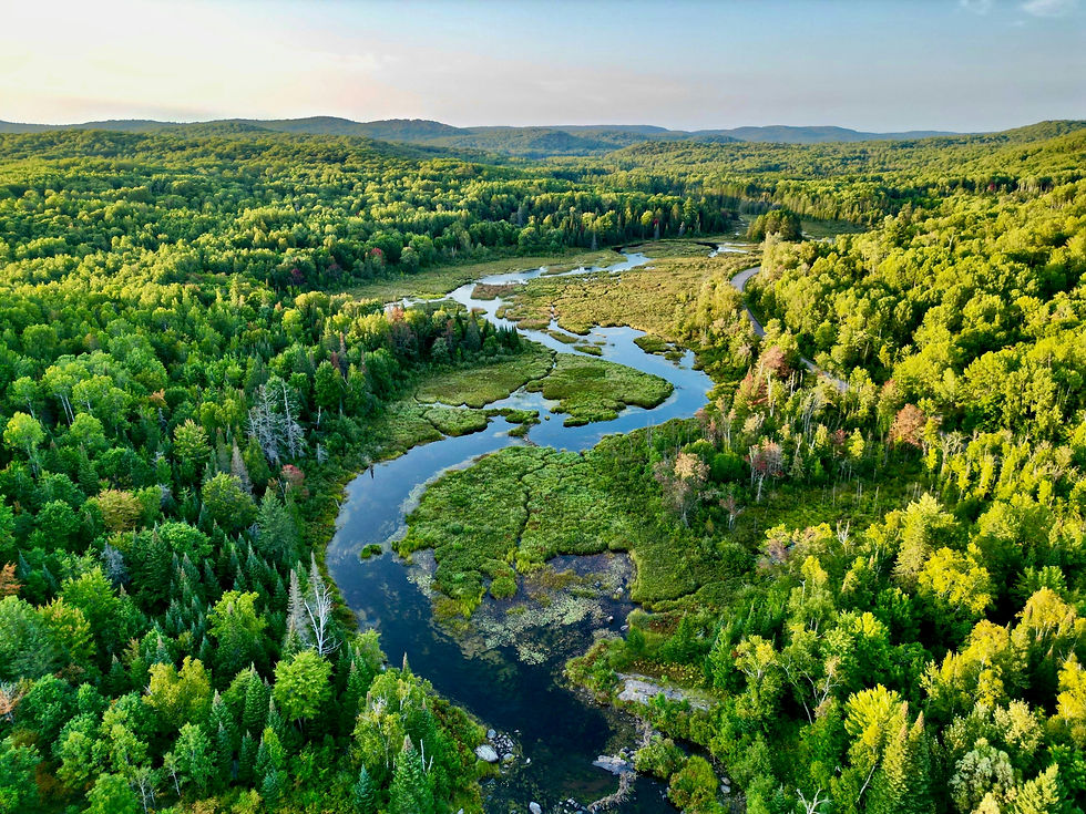 Aerial view of a winding river surrounded by lush green forest, showcasing the natural landscape from above.