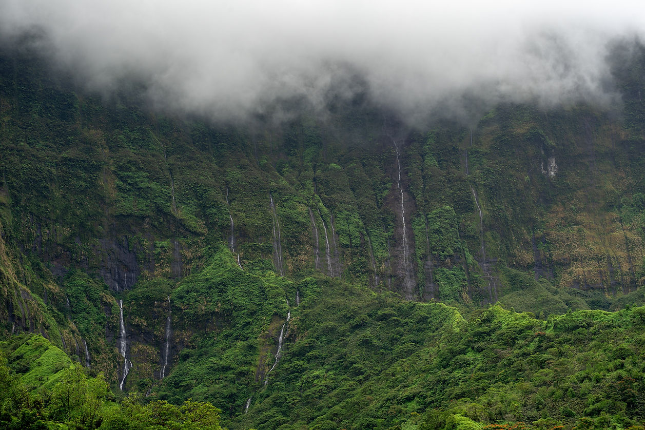 Jungle Image by Justin Hu