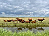 Stockmans Choice Auction buy sell cattle livestock registered bulls heifers