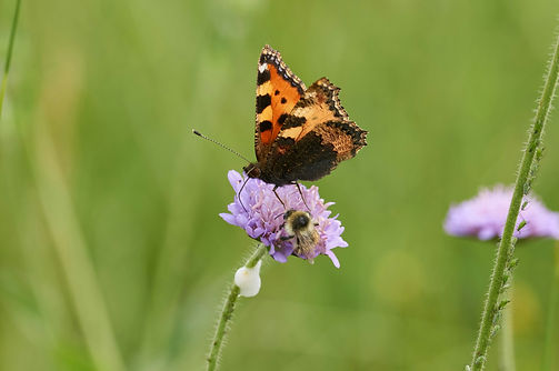 Image by Wolfgang Hasselmann