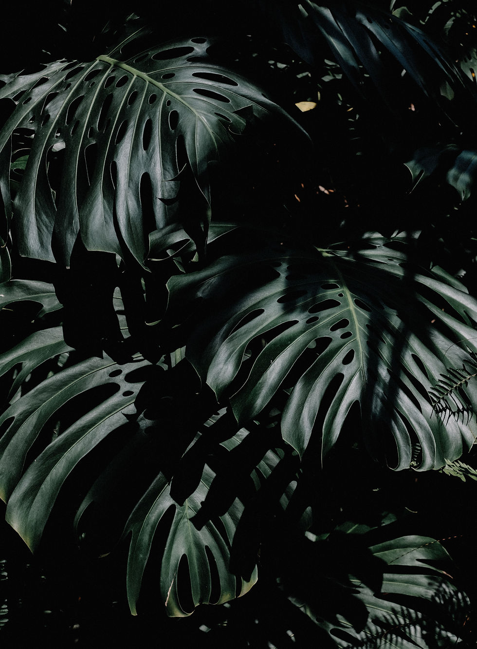 Image by Haran Amorim