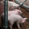 Image by Kris Tian