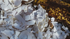 From plastic to compostable: Driving sustainability with biodegradable solutions