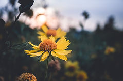 Image by Vikas Gurjar