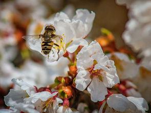 Manuka Honig MGO 400+: Alles, was du wissen musst – Manuka Honig kaufen leicht gemacht