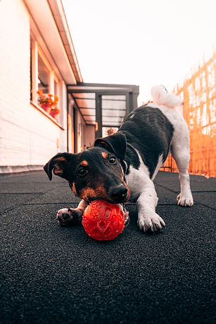 A transparent image that is blue-tinted of a black, tan, and white dog in a play bow with a ball in the side of their mouth. The camera is at the eye level of the dog.