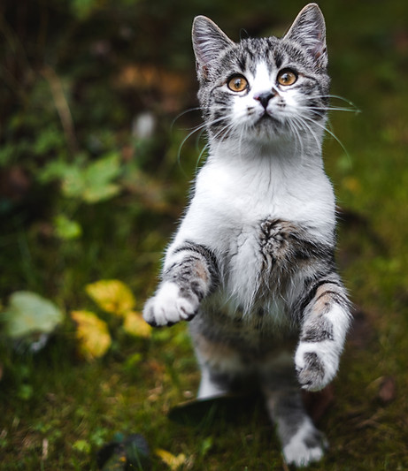 cat standing on back legs