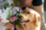 The Paw-fect Day – Mid-Tier Package