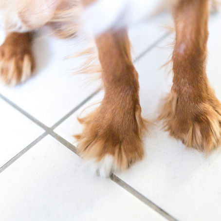 Help, mijn hond glijdt uit! 5 oplossingen voor gladde vloeren