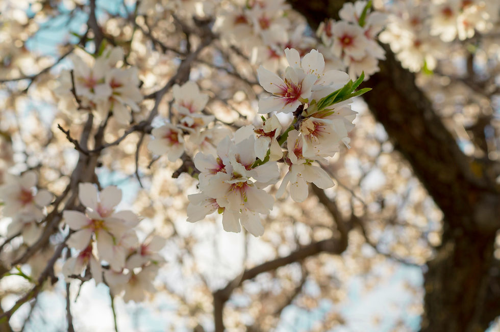 Amendoeira em Flor