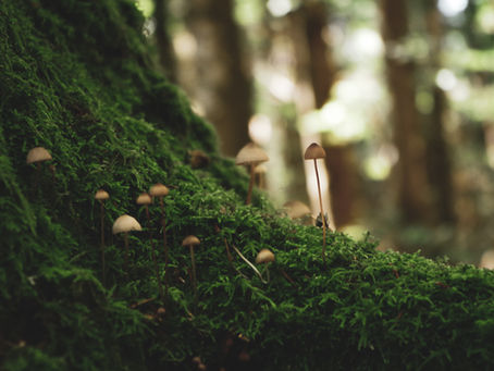 Close-up of moss and mushrooms on a forest floor representing seasonal ecological change in sensitive habitat