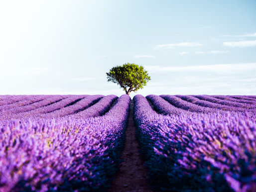 rows of lavender plants with large tree at the end