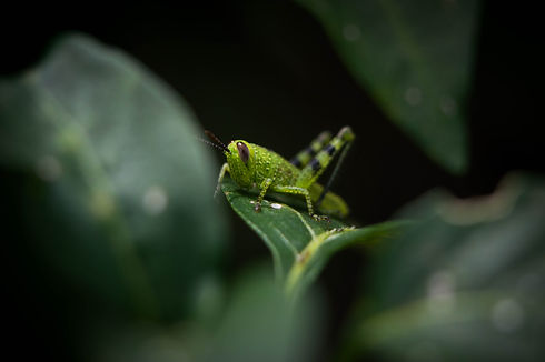 Image by Colton K
