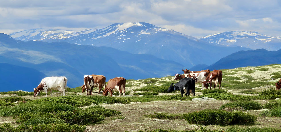 cows against a backdrop of a mountain vista in jotunheimen, norway