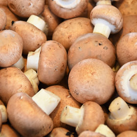 ARE THERE SAFE MUSHROOMS FOR DOGS OR ARE THEY ALL DANGEROUS