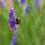 Thumbnail: White Lavender