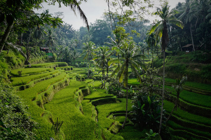 Bali Travel Planner Voyage Création sur mesure rizière ubud