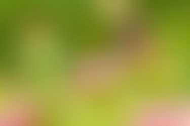8 Tipps: Pflegeleichter Garten im Alter