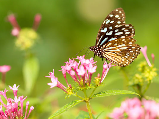 Springing Into Renewal: Navigating Seasonal Changes on Your Healing Journey