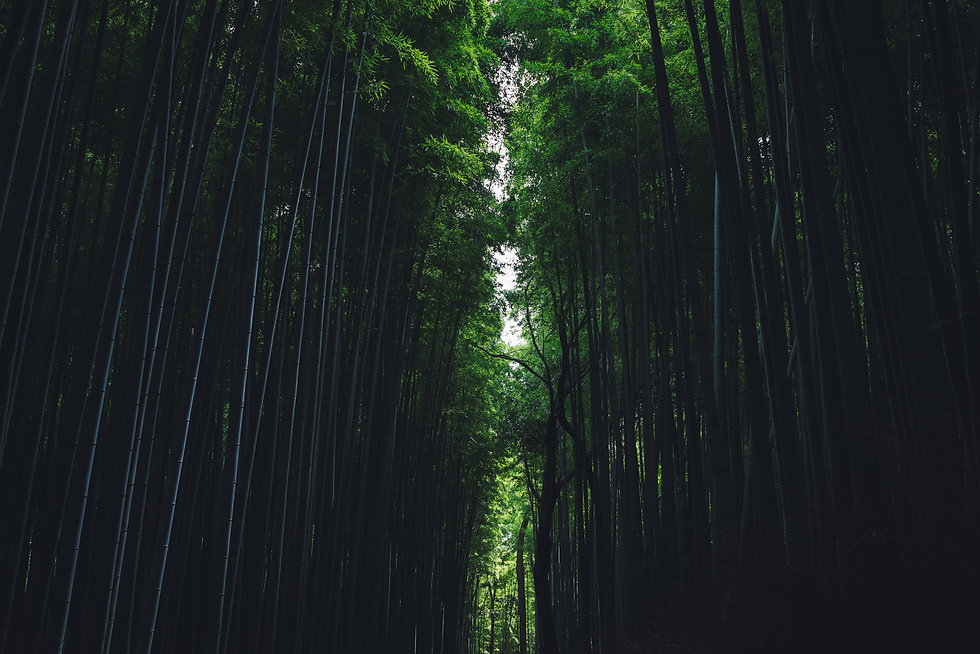 Image by Masaaki Komori