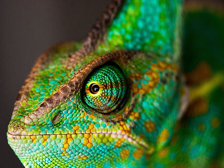 Image by Ante Hamersmit