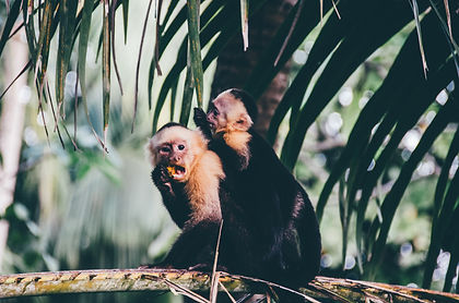 On this 8-day fun-and-activity-in-the-sun tour of Costa Rica you get to discover two iconic places: La Fortuna, near Arenal Volcano and Santa Teresa, one of the best beach town on Costa Rica's Pacific Coast. You fill in your days as you like - go whitewater rafting or rappel down a waterfall, go ziplining, hike in the jungle or chill out on the beach. The choices are endless but they are yours to make!
