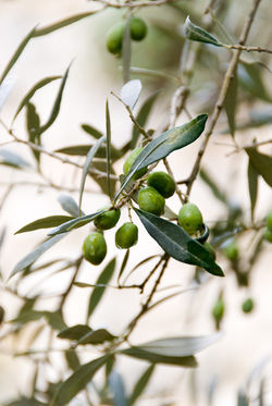 Olives de la torres